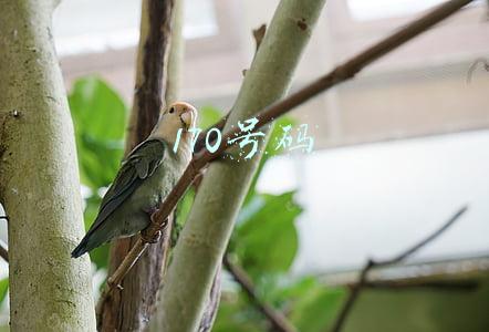 170号码