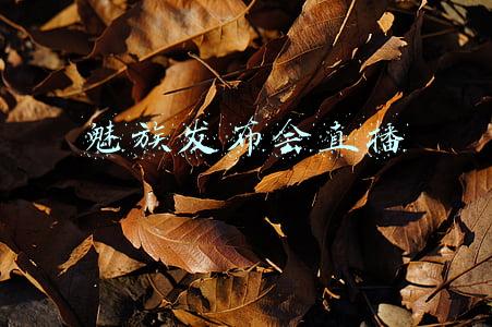 魅族发布会直播链接(魅族新生力量冬季新品发布会直播（视频）)
