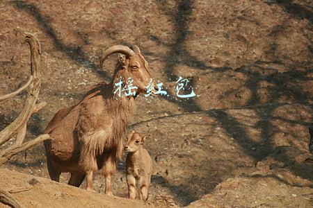 摇红包