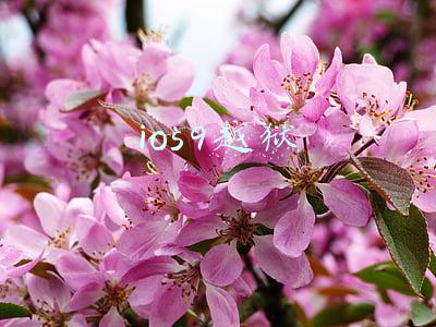 ios9越狱