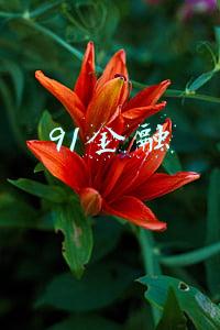 91金融