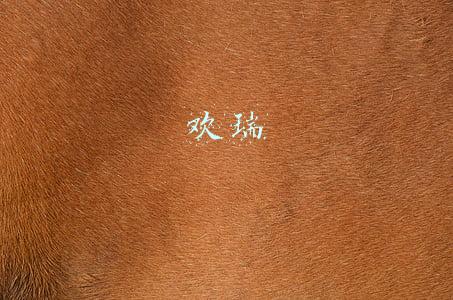 欢瑞