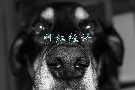 网红经济