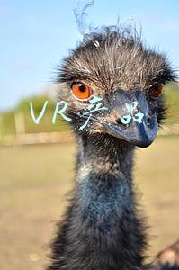 VR产品