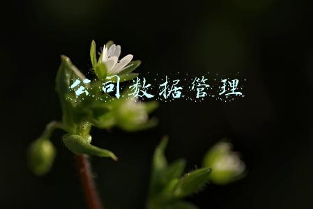 公司数据管理