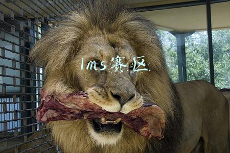 lms赛区