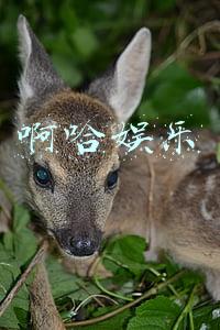 啊哈娱乐