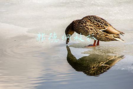 郭德纲被抓
