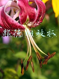 郭德纲 逮捕(郭德纲前弟子再爆丑闻！因诈骗72万被捕 曾被郭德纲寄予厚望)