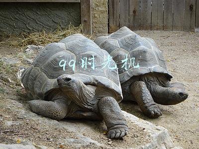 qq时光机