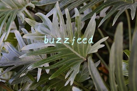 buzzfeed