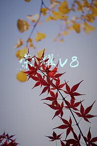 荣耀v8