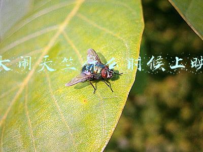 大闹天竺什么时候上映