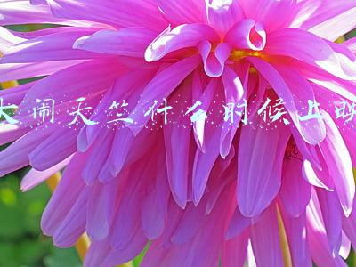 大闹天竺什么时候上映