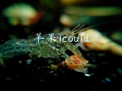 苹果icould
