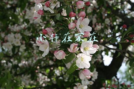 小轩在不在
