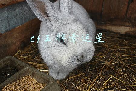 cf王牌幸运星