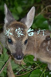 米家台灯