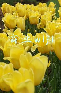 商业wifi