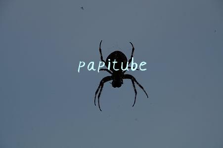 papitube