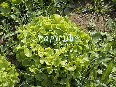 papitube