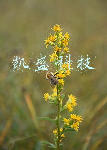 凯盛科技