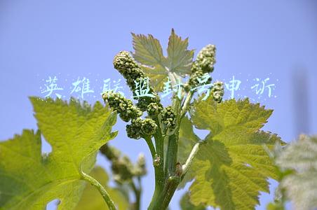 英雄联盟封号申诉