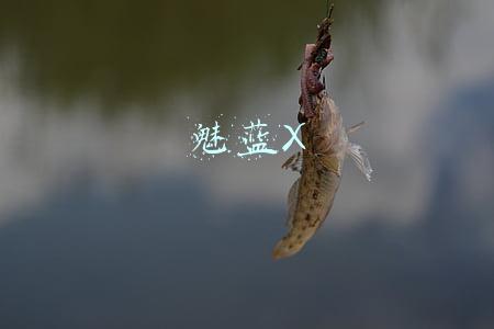 魅蓝X