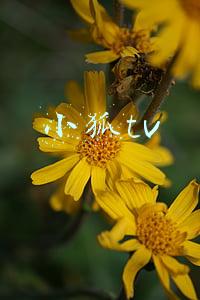 小狐tv
