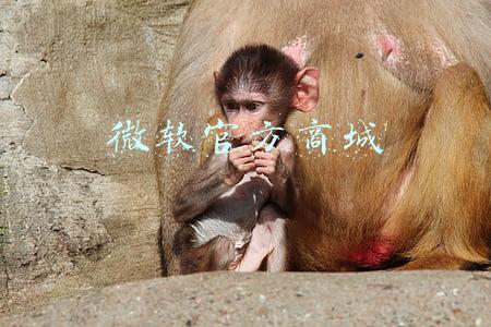 微软官方商城