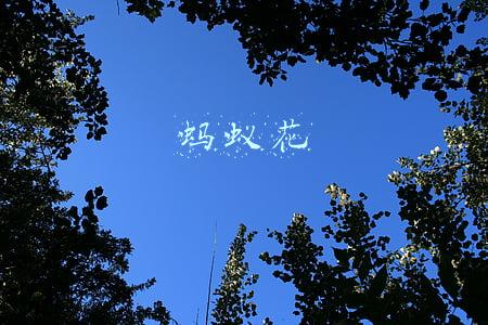 蚂蚁花