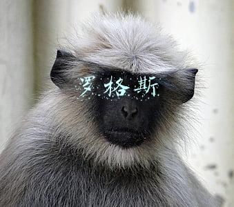 罗格斯大学(罗格斯大学哪个城市)