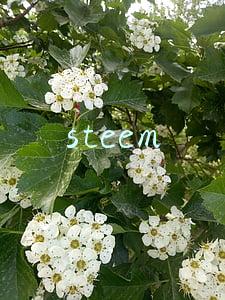 steem