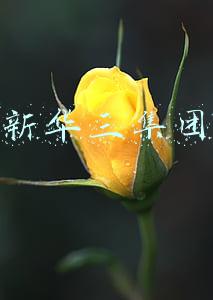 新华三集团