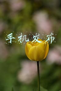 手机发布