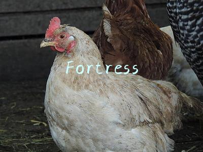 Fortress