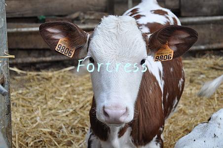 Fortress
