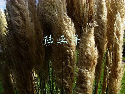 陆亚萍