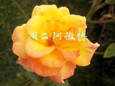 周二珂微博