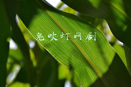 鬼吹灯网剧