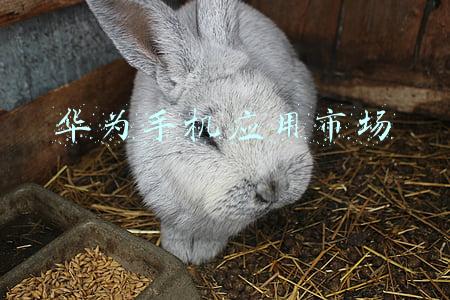 华为手机应用市场