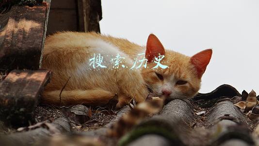 搜索历史