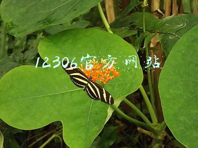 12306官方网站