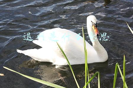 退网是什么意思