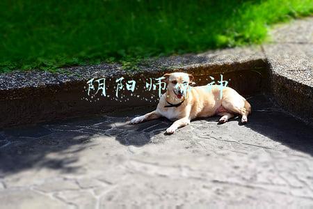 阴阳师帚神