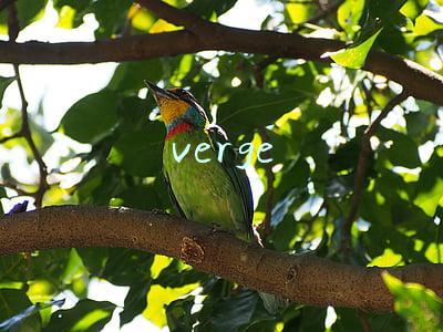 verge