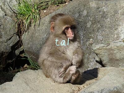 tal