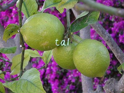 tal