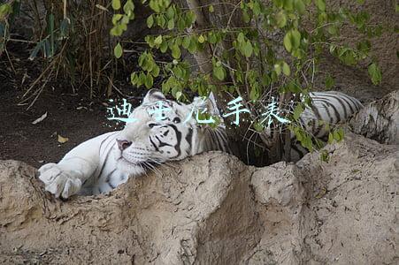 迪士尼手表