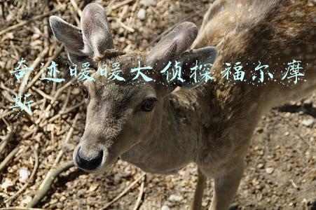 奇迹暖暖大侦探福尔摩斯